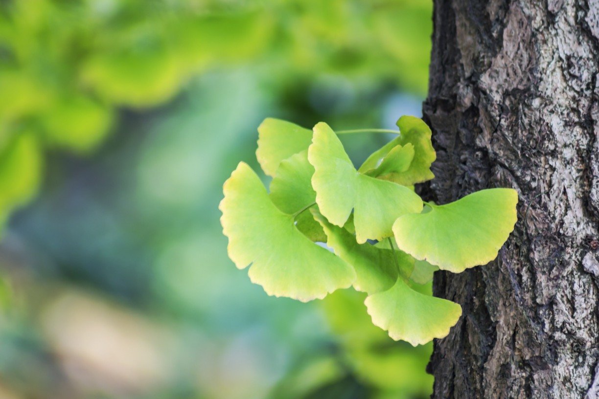 Lecturis Salutem: Além de caule e folhas: simbolismos da Ginkgo biloba