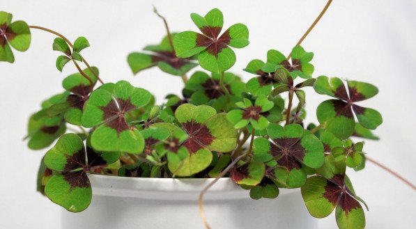 Trevo é um das plantas de sorte para trazer boas energias e você ganhar dinheiro