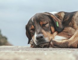 São João: 5 cuidados com o pet na festa junina