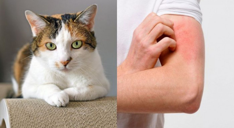 Esporotricose, doen&ccedil;a comum em gatos, tamb&eacute;m afeta humanos