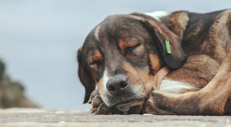 cachorro; cachorro dormindo; pet; sono
