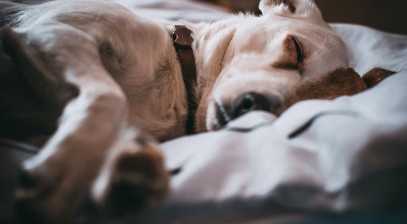 cachorro; cachorro dormindo; pet; sono