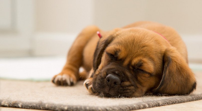 cachorro; cachorro dormindo; pet; sono