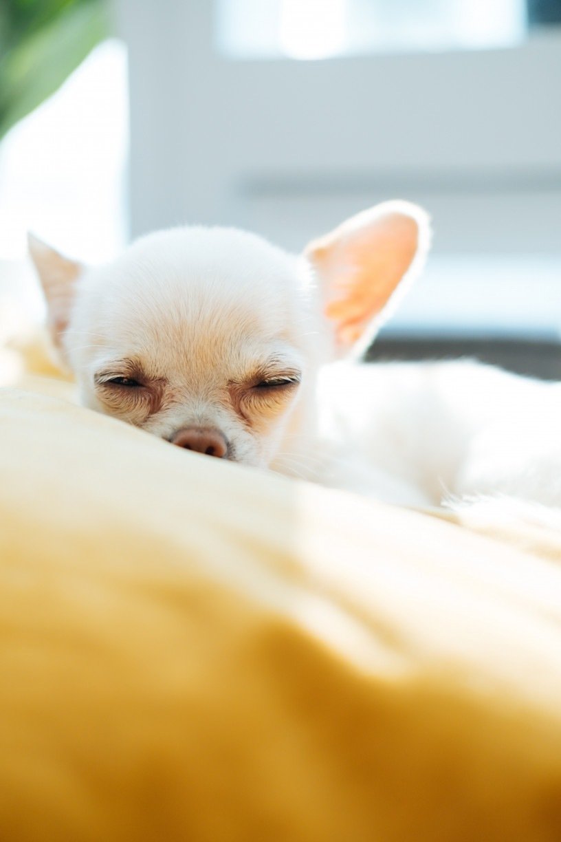 CACHORRO PODE TOMAR CH DE CAMOMILA Conhe a BENEF CIOS do ch de