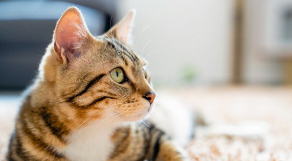gato