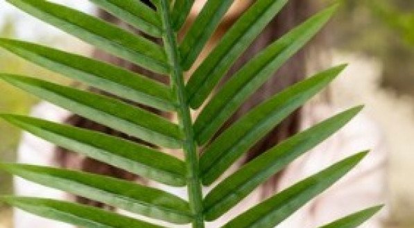 Areca; plantas