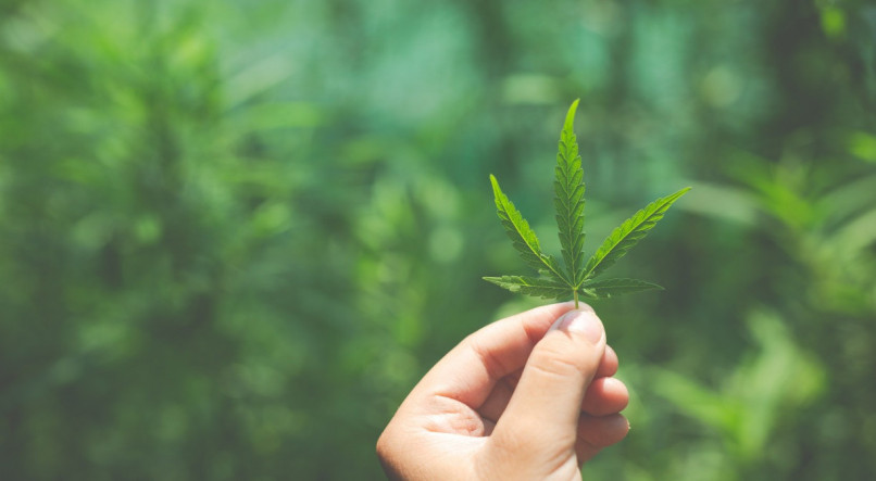 Anvisa diz que regulamentação atual dos produtos de cannabis no Brasil "não inclui a permissão de uso de partes da planta, mesmo após o processo de estabilização e secagem ou nas formas rasuradas, trituradas ou pulverizadas"