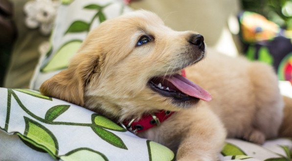 Golden Retriever