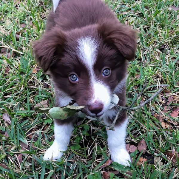 BORDER COLLIE 🐶 (Origem da raça, Características, Personalidade e  Cuidados) 