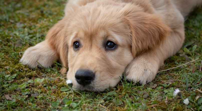 Golden Retriever &eacute; um dos melhores cachorros para criar em casa