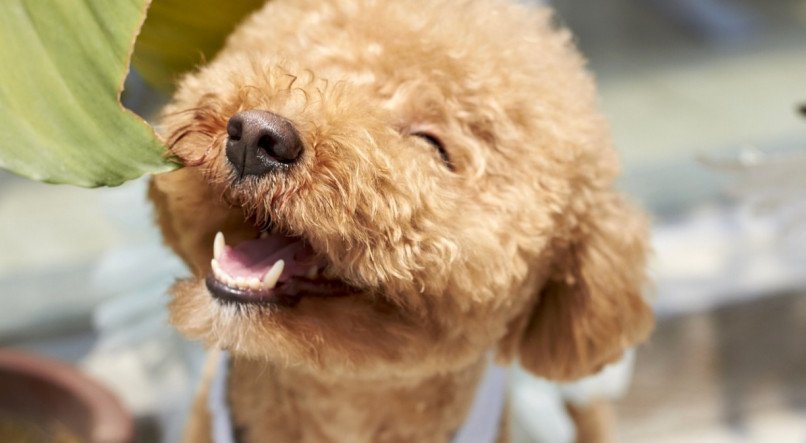 Poodle