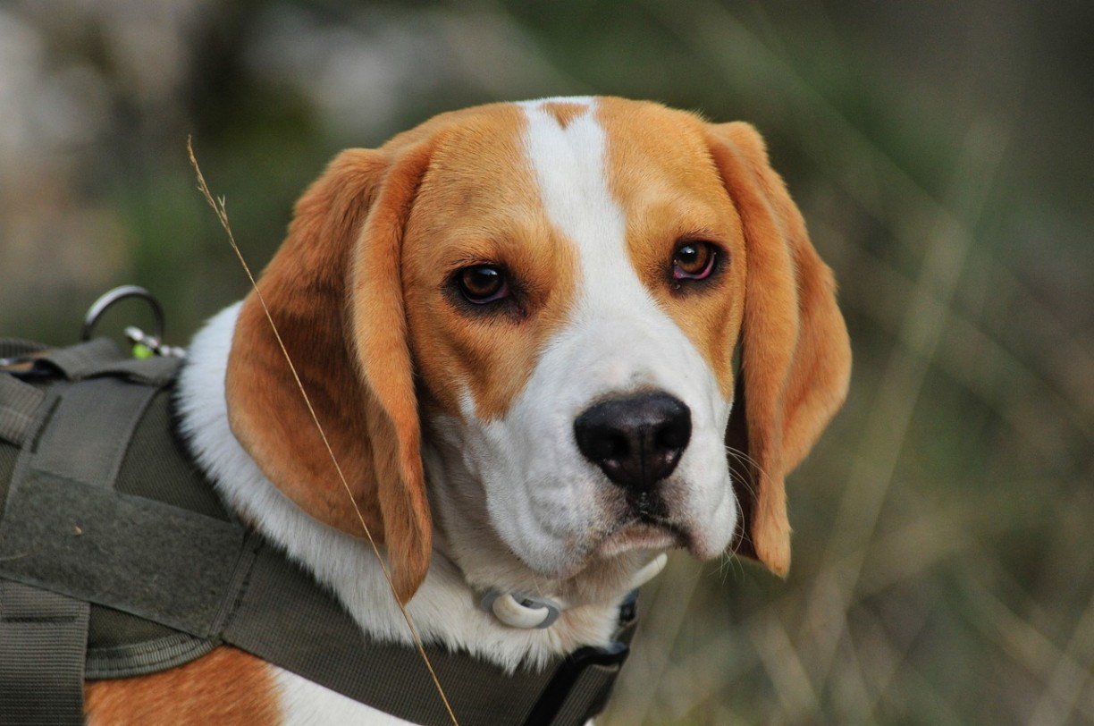 Criador da raça beagle se diz ameaçado - 22/10/2013 - Cotidiano -  Fotografia - Folha de S.Paulo