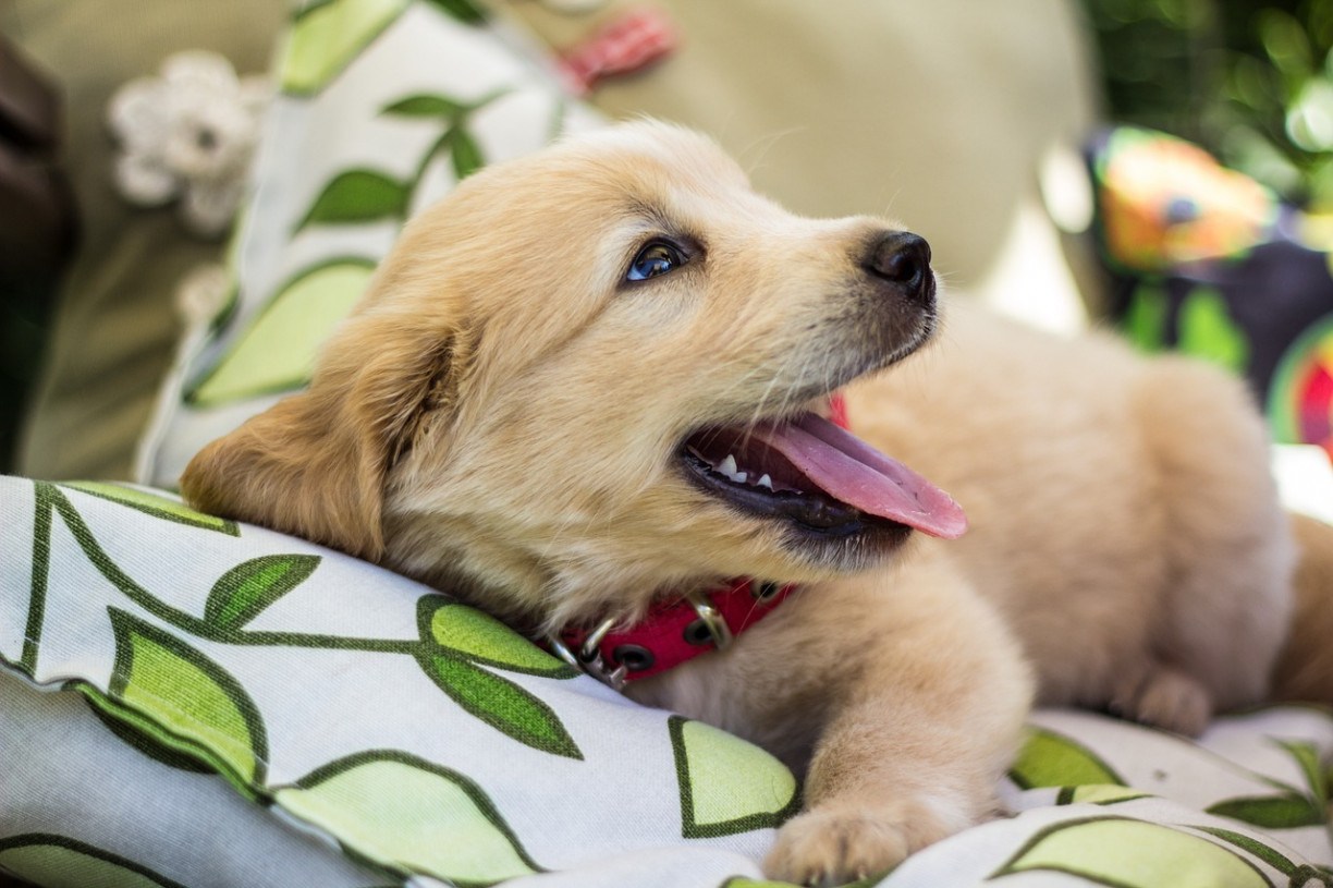 As Top 4 Escolhas de Peitorais para Golden Retriever em 2025 - Portal Canino