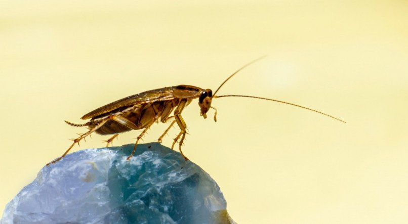 barata