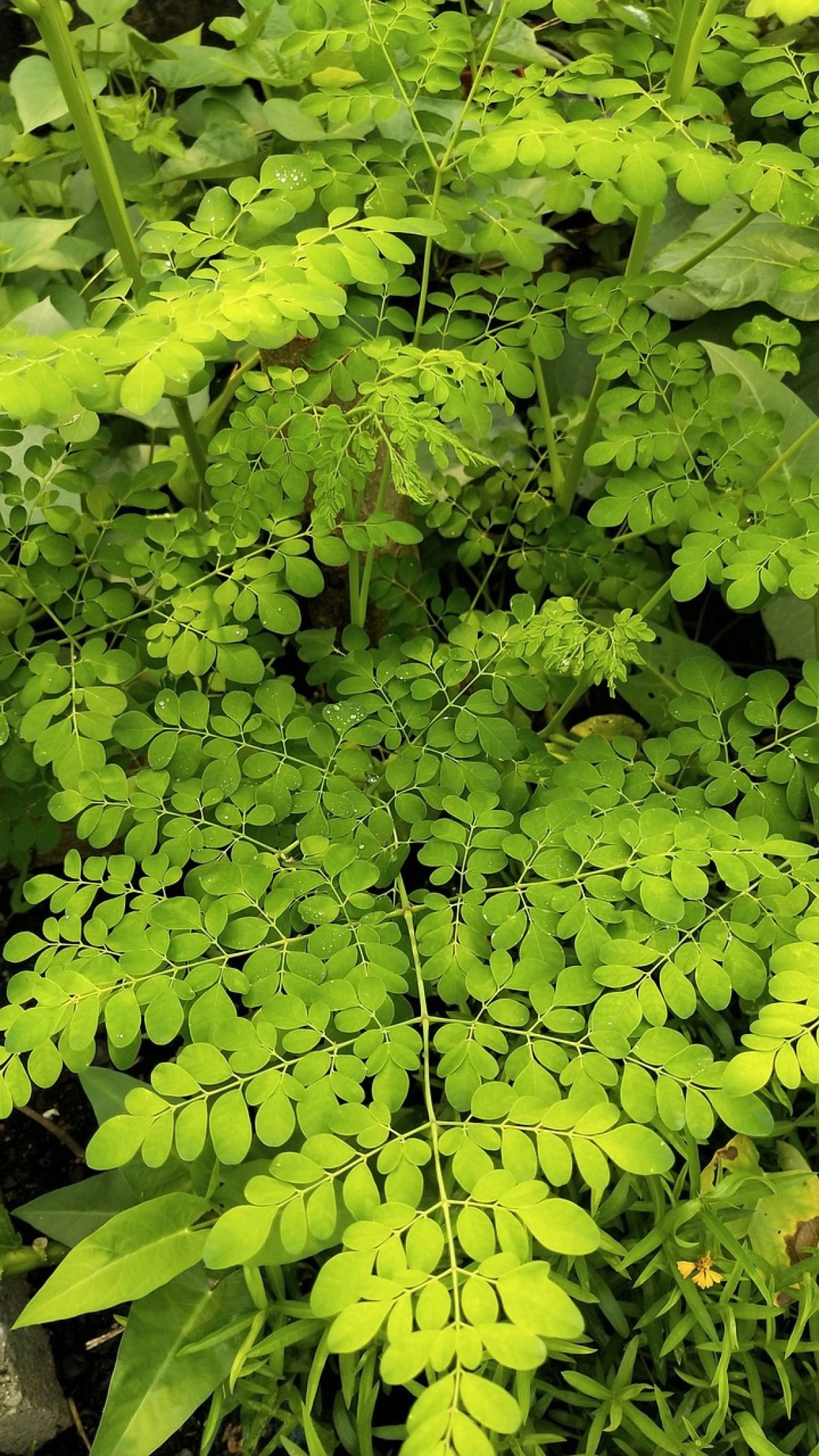 CH DE MORINGA PARA QUE SERVE Conhe a 11 BENEF CIOS da moringa