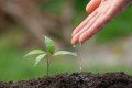 PLANTAS FÁCEIS DE CUIDAR