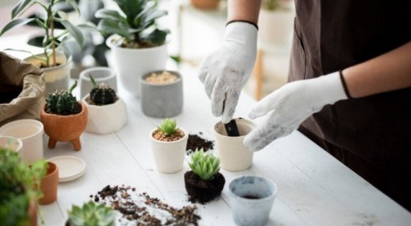 Plantas que se dão muito bem na sombra