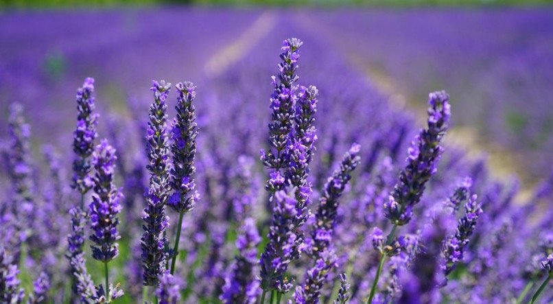 Confira o passo a passo para fazer um aromatizador com cheiro de lavanda em casa.