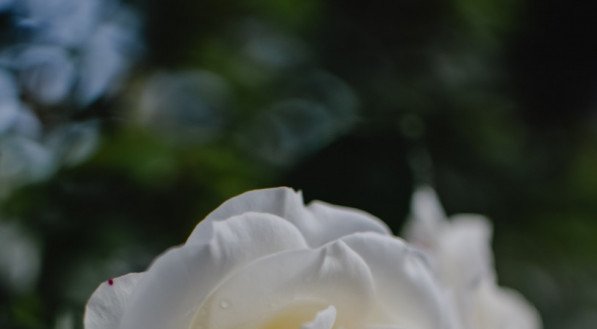 Essa simpatia tem como função atrair o marido de volta. Para isso, deve-se ir a um casamento, trazendo para casa uma flor presente no arranjo da igreja. Quando a flor secar, deve ser colocada para ferver com 2 litros de água.