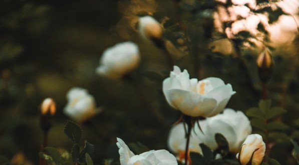 Quando ficar morno, após tomar banho normalmente, deve-se desejar a água com a flor da cintura para baixo. As sobras devem ser descartadas em um vaso com flores ou em um jardim.
