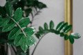 PLANTA DA FORTUNA