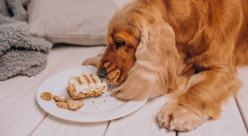 Cachorro comendo