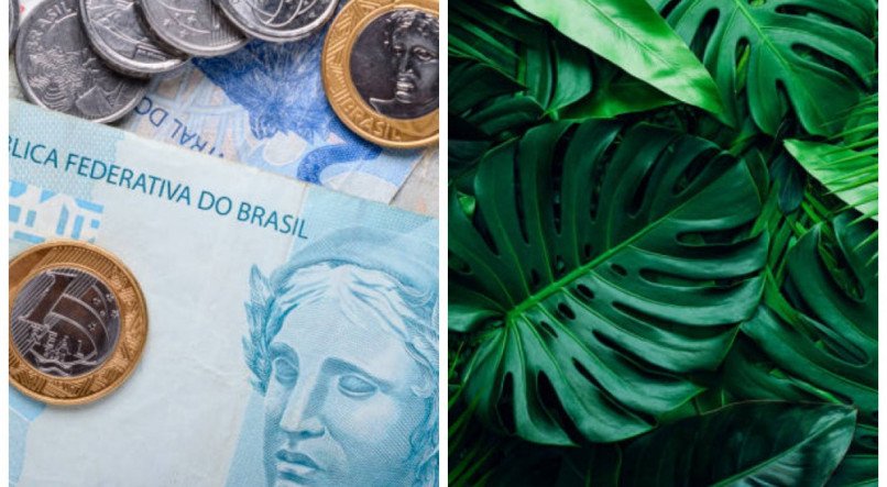 CHAMAM DINHEIRO! 4 plantas atraem DINHEIRO e abundância para dentro de casa