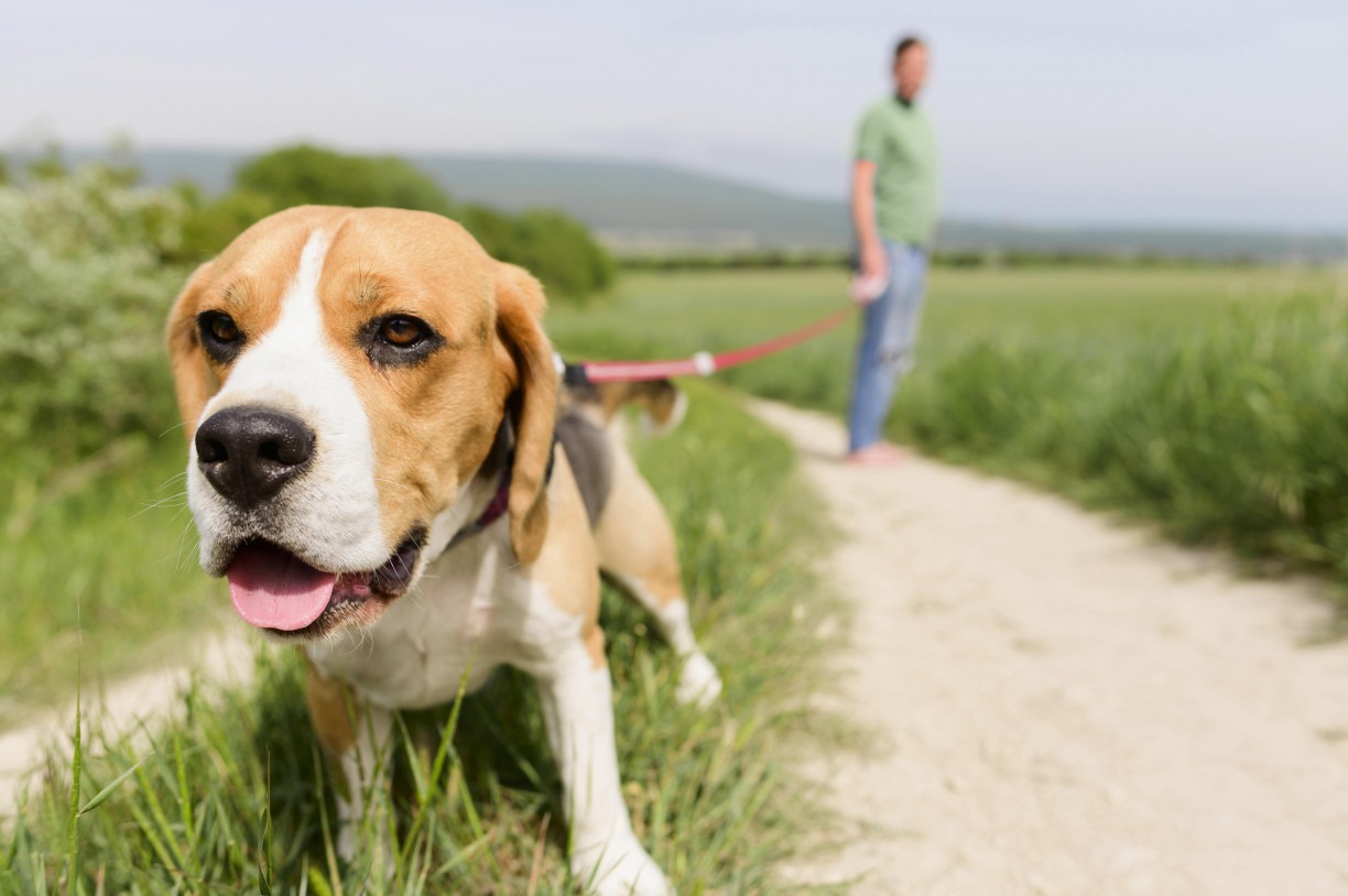 Vacinas, exames e alimentação: dicas para aumentar a expectativa de vida do  seu cachorro