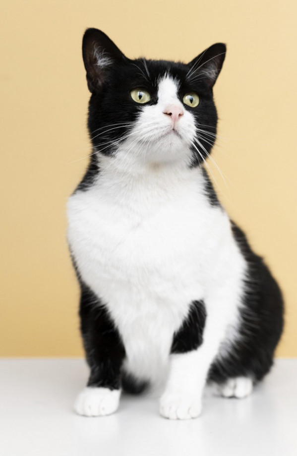 Ímã Gatos de Gato Tuxedo Desenho Preto e Branco