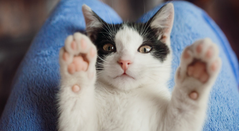 Saiba mais sobre a FIV e FELV, quais as causas e como preservar a sa&uacute;de do seu gato