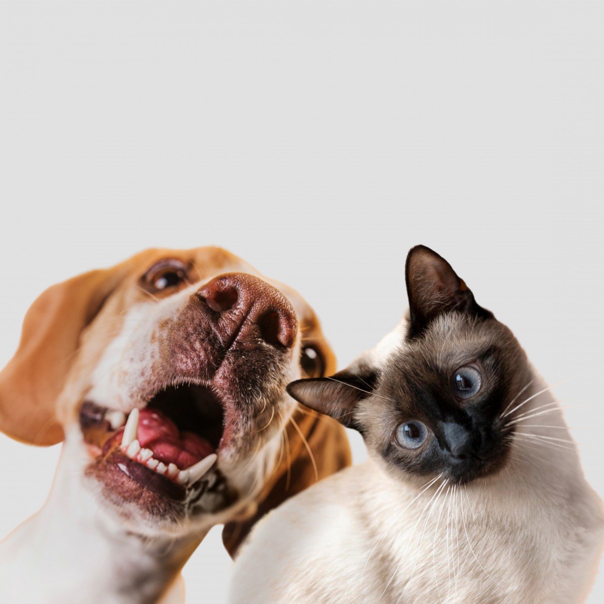 Outubro Rosa também é para os pets: câncer de mama atinge até 45% das cadelas e 30% das gatas