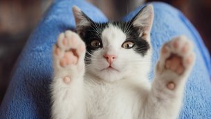 gatos