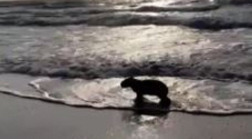Dias antes, uma capivara foi vista tomando banho na Praia de Boa Viagem