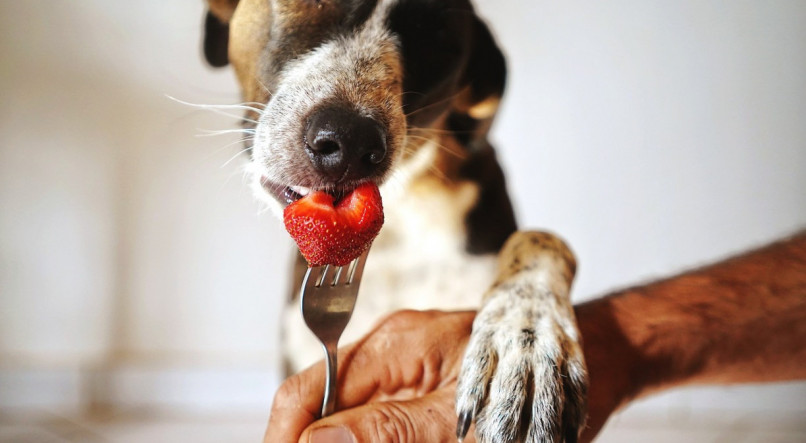 cachorro comendo morango; frutas; pets; cão; cachorro; cães; alimentação; cães;