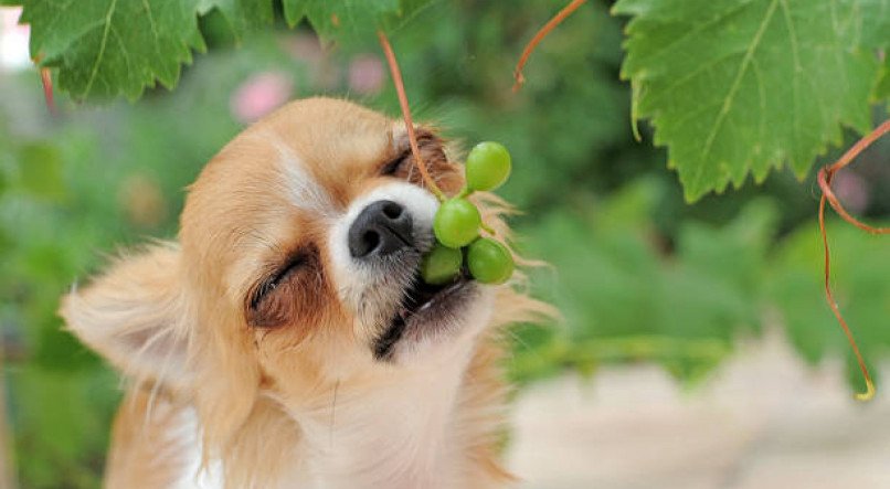 Frutas proibidas para cães 