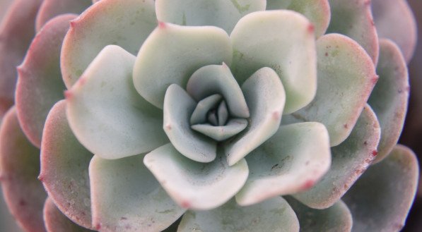 Echeveria