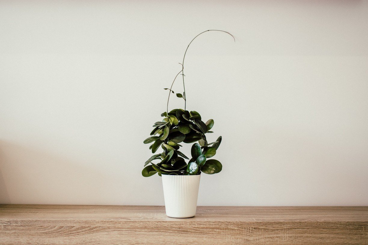 10 plantas resistentes que sobreviverão em ambientes com pouca