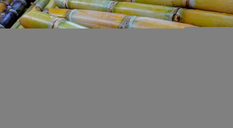  O caldo da cana-de-açúcar é uma bedida tradicional e cheia de nutrientes