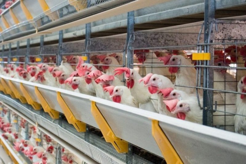 O criador que não comparecer para a atualização terá o cadastro bloqueado, ficando impedido de emitir a Guia de Trânsito Animal (GTA) e sujeito a advertência e multa