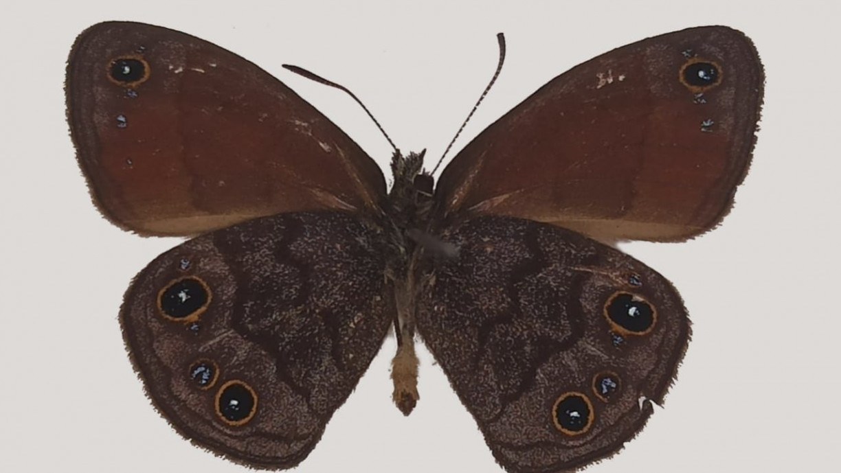 Nova borboleta é descoberta por presquisadores brasileiros.