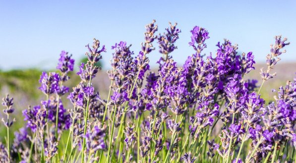 Lavanda