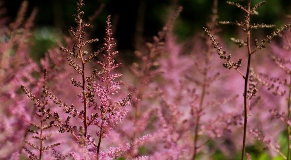 Astilbe; planta;
