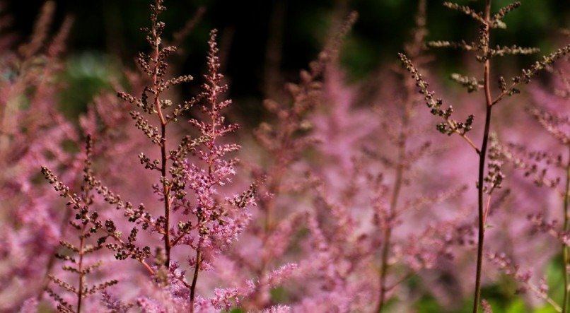 Astilbe; planta;
