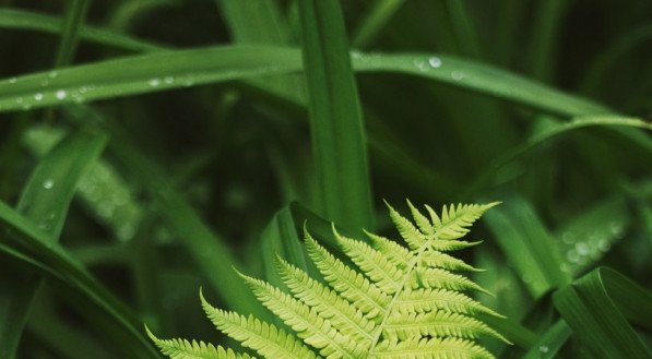 7 em cada 10 brasileiros afirmam ter plantas em casa, seja para cultivo ou decoração, de acordo com o Instituto Datafolha