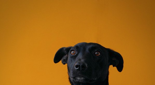 https://multitopicos.com.br/jcfm/noticias/2023/09/15604375-plantas-que-cachorros-nao-podem-comer-veja-10-plantas-populares-que-podem-matar-o-seu-cachorro-venenosas-para-pets.html