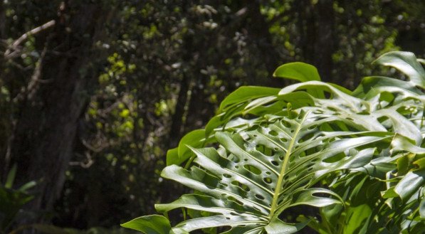Saiba o que diz estudo a respeito dos benef&iacute;cios de conversar com as plantas, se faz bem e se as ajuda a crescer