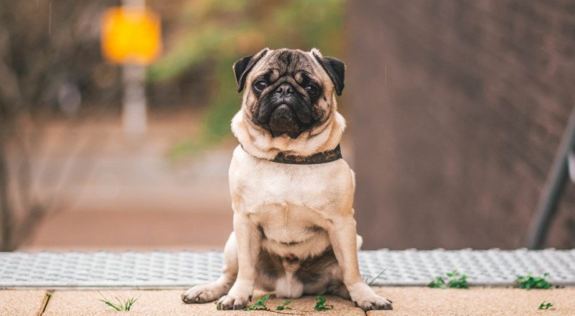 H&aacute; ra&ccedil;as de cachorro com menos tend&ecirc;ncia a latir; veja tr&ecirc;s tipos ideais para ter em apartamento e condom&iacute;nio