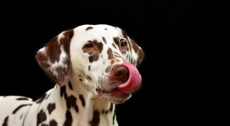 CACHORRO; CÃO; CACHORROS; CÃES; ADOÇÃO