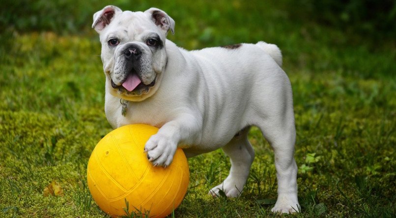 Os brinquedos s&atilde;o fundamentais para a vida de um cachorro