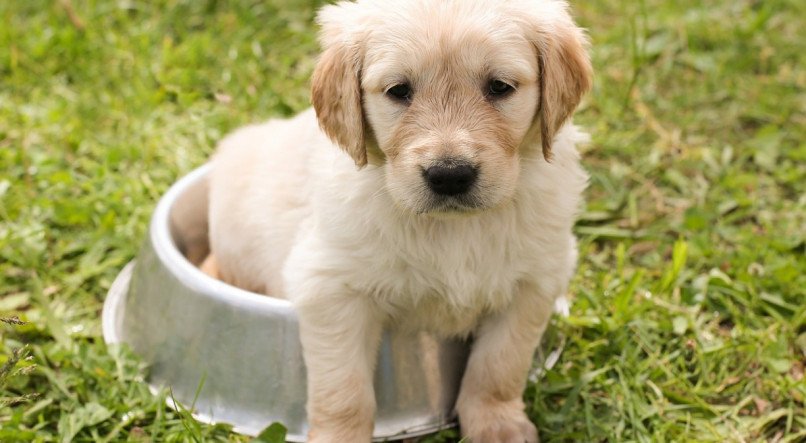 Muitas s&atilde;o as buscas por dicas de como amenizar o calor dos cachorros, nesse ver&atilde;o